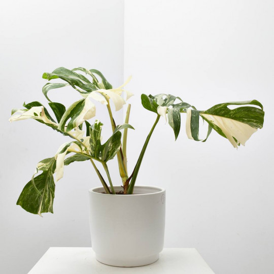 Monstera en Verdecora