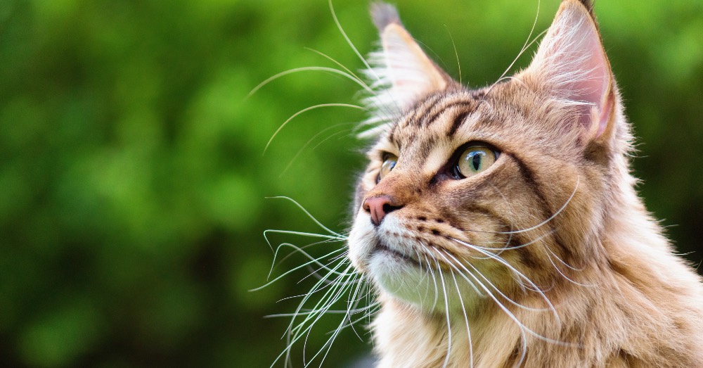 Como prevenir y paliar la obesidad en gatos