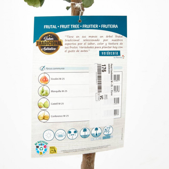 Peral residuo cero Verdecora, uno de los frutales para plantar en invierno favoritos