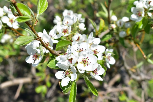Peral en flor