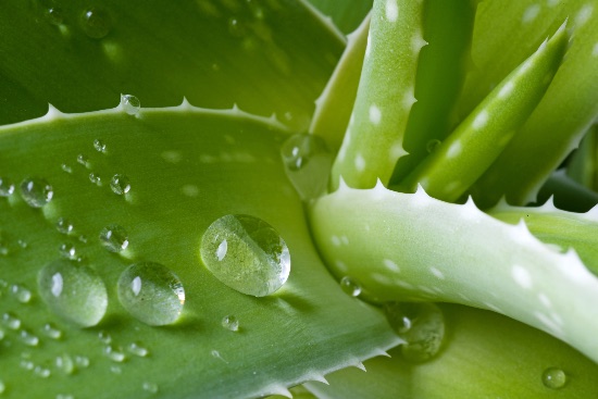 Aloe vera, una de las plantas antiestrés preferidas