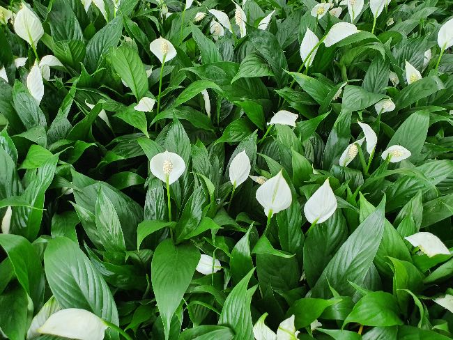 Spatiphyllum, otra de las plantas antiestrés favoritas.