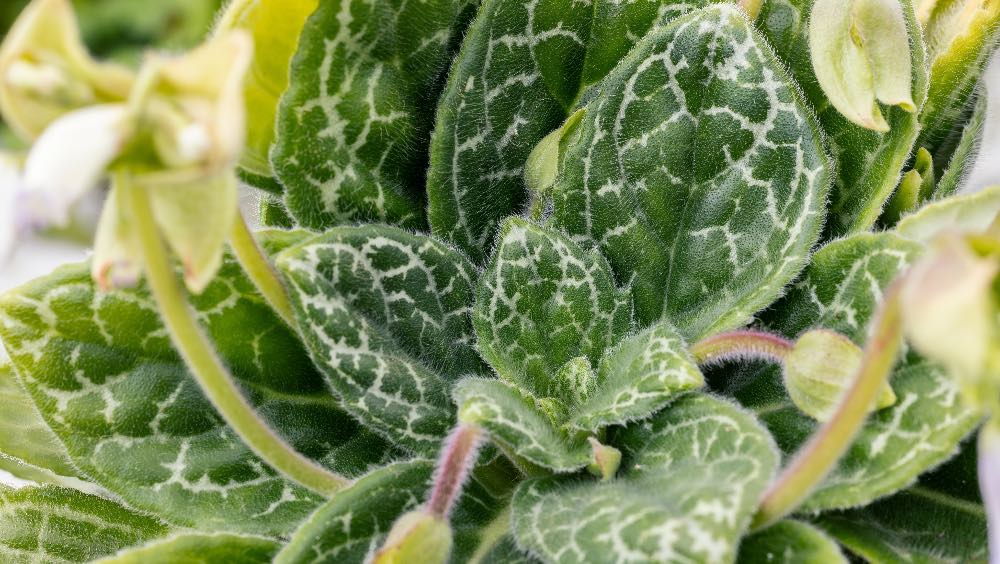 Cuidados del Streptocarpus pretty turtle