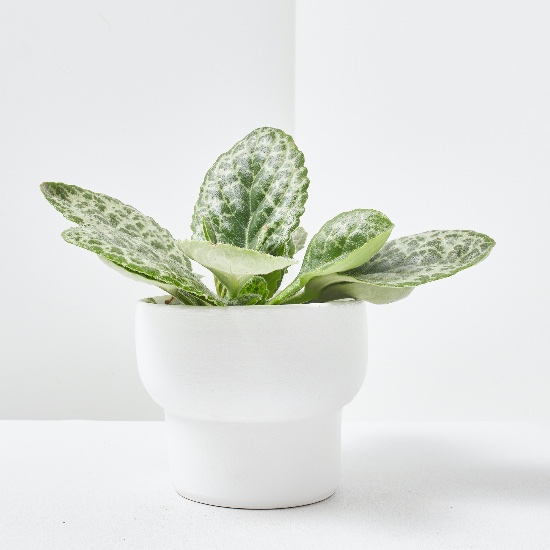 Streptocarpus Pretty Turtle en maceta