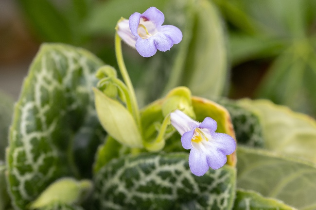 Flor del Streptocarpus Pretty Turtle.
