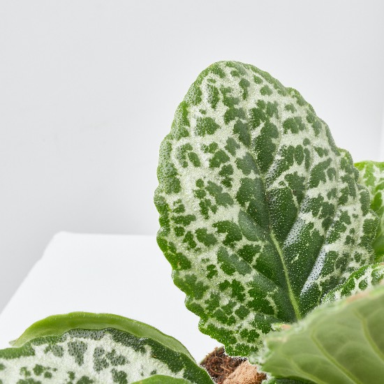 Hojas Streptocarpus Pretty Turtle