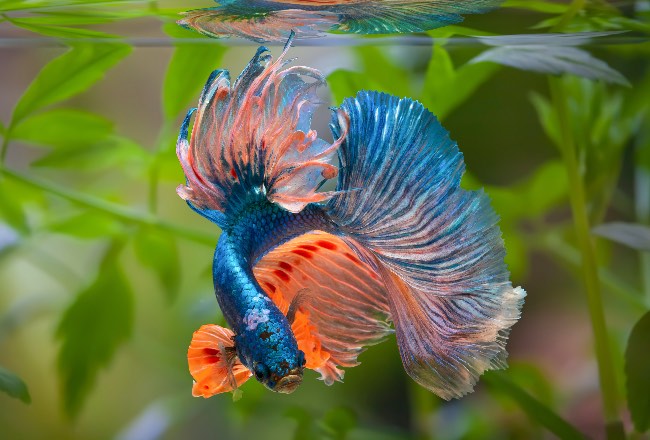 Regalar un acuario a papá