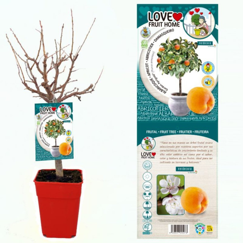 Albaricoquero enano residuo cero Verdecora