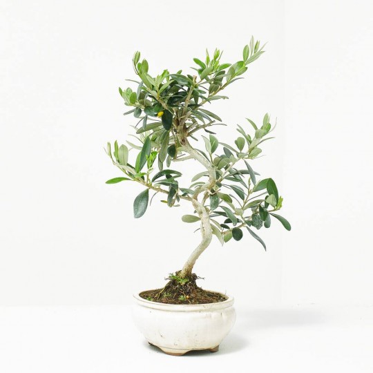 Bonsái Olea europaea