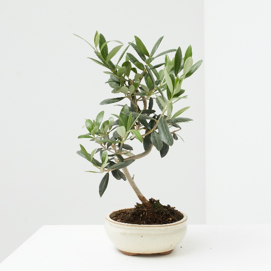 Bonsái y prebonsái en Verdecora