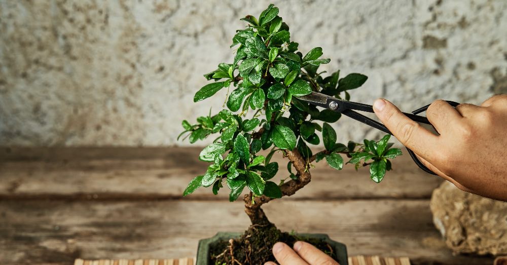 Los cuidados básicos para un bonsái saludable y hermoso