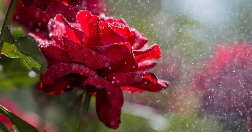 Cuidados del rosal: invierno, verano, poda y más