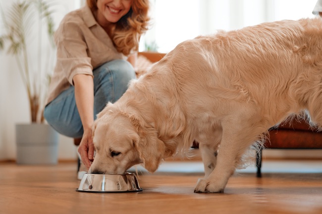 Beneficios alimentación congelada para perros.