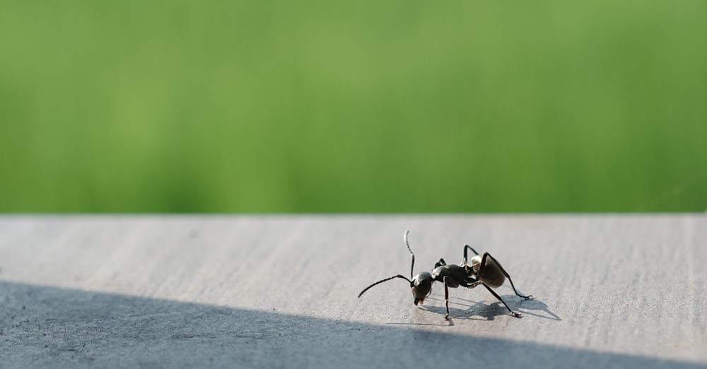 Repelentes naturales o químicos para plagas del hogar.