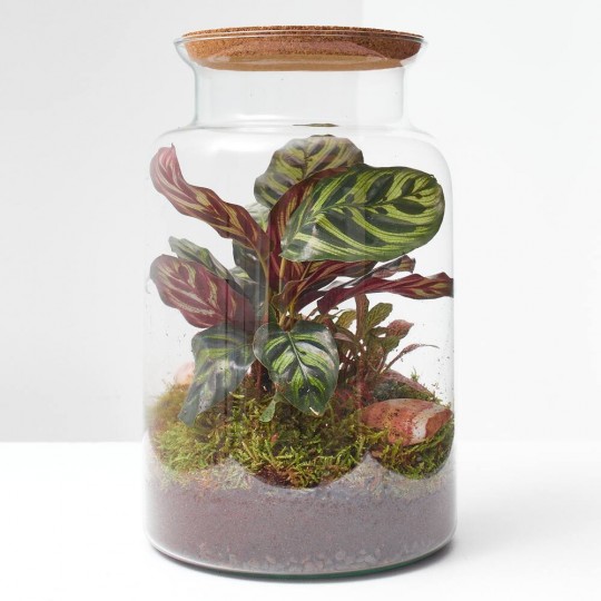 Terrario de plantas Jungle