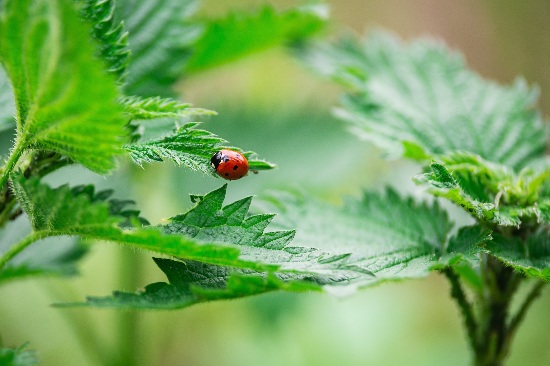 Resistencia ante las plagas, beneficios del huerto biodiverso