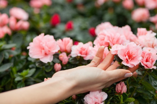 Guía completa de cuidados del Rosal