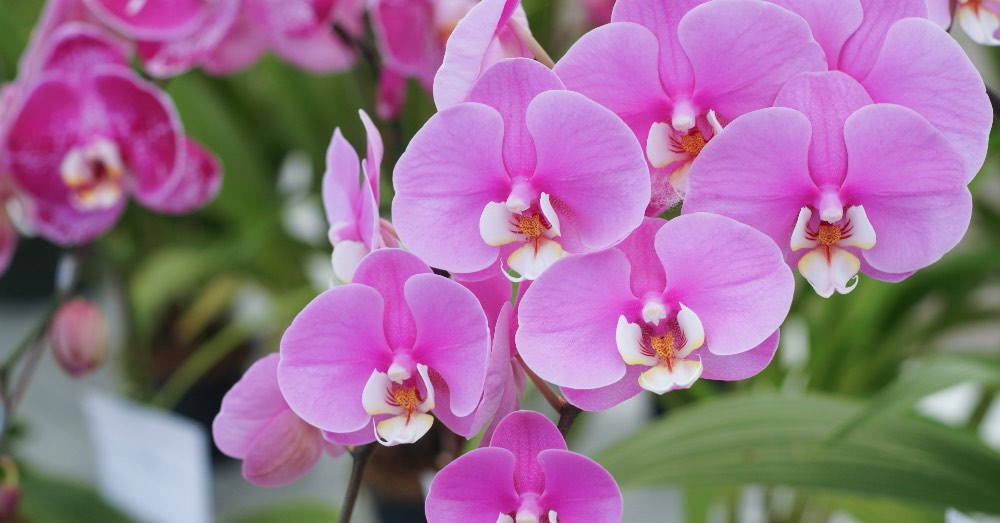 Las mejores orquídeas para regalar a alguien especial