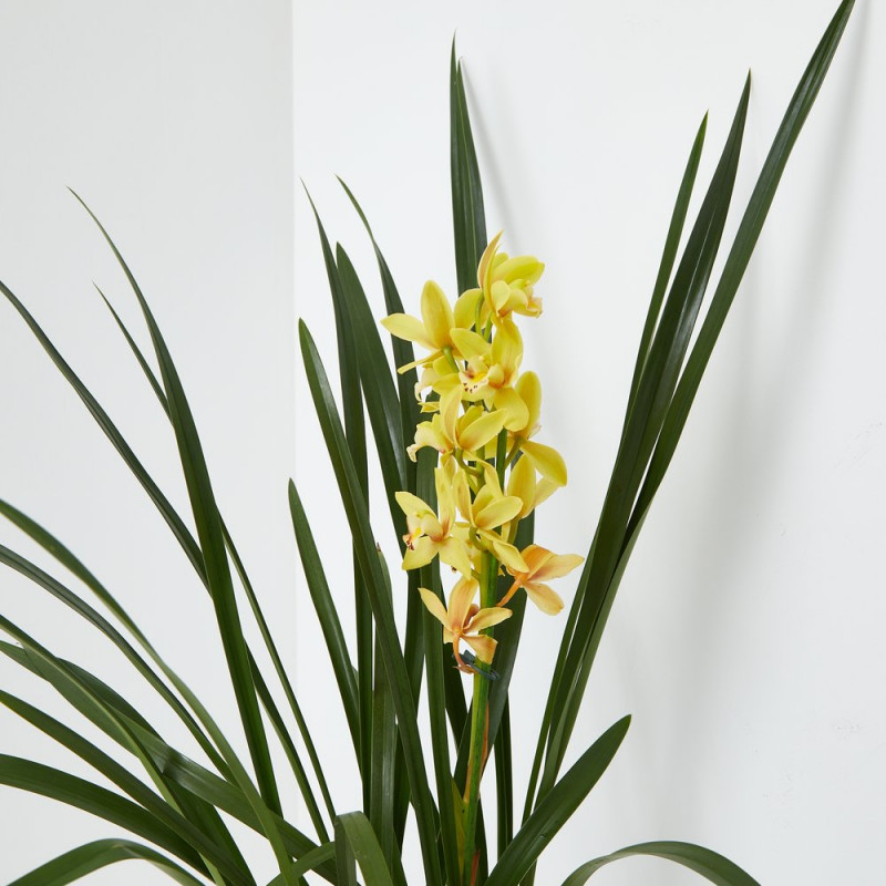 Orquídea Cymbidium