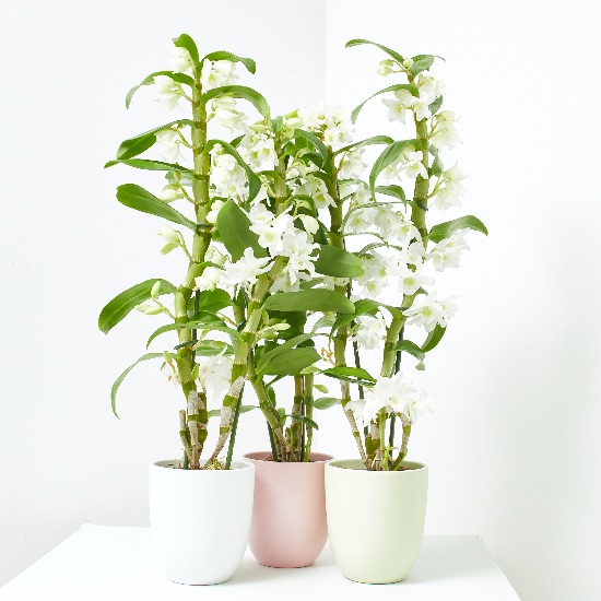 Orquídea Dendrobium