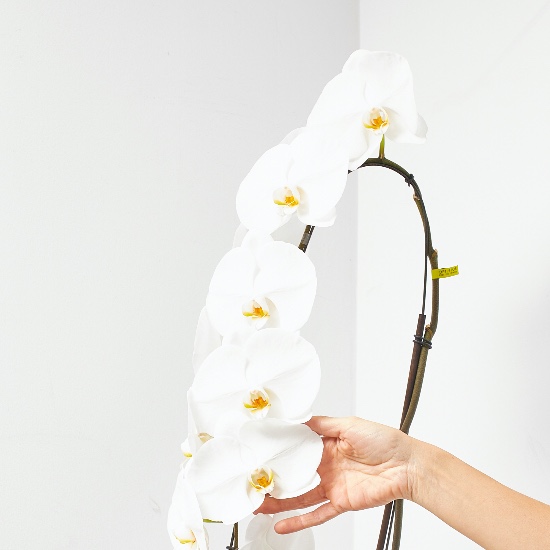 Orquídea Phalaenopsis