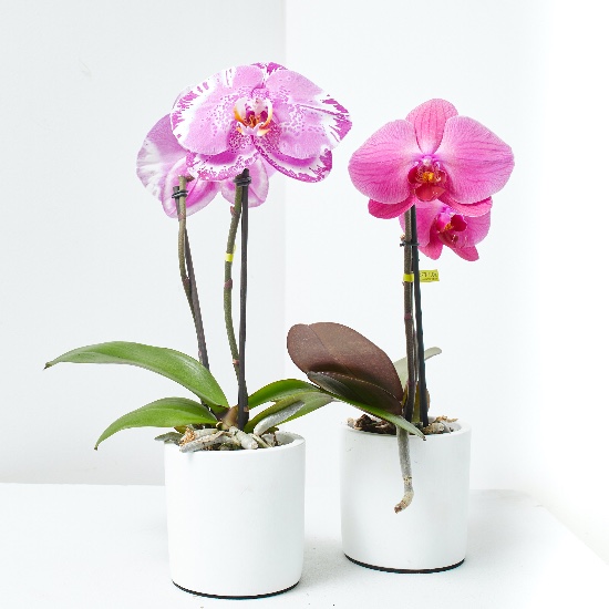 Phalaenopsis singolo, una de las mejores orquídeas para regalar.