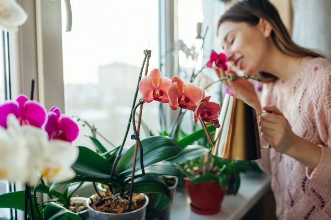 Mejores orquídeas para regalar