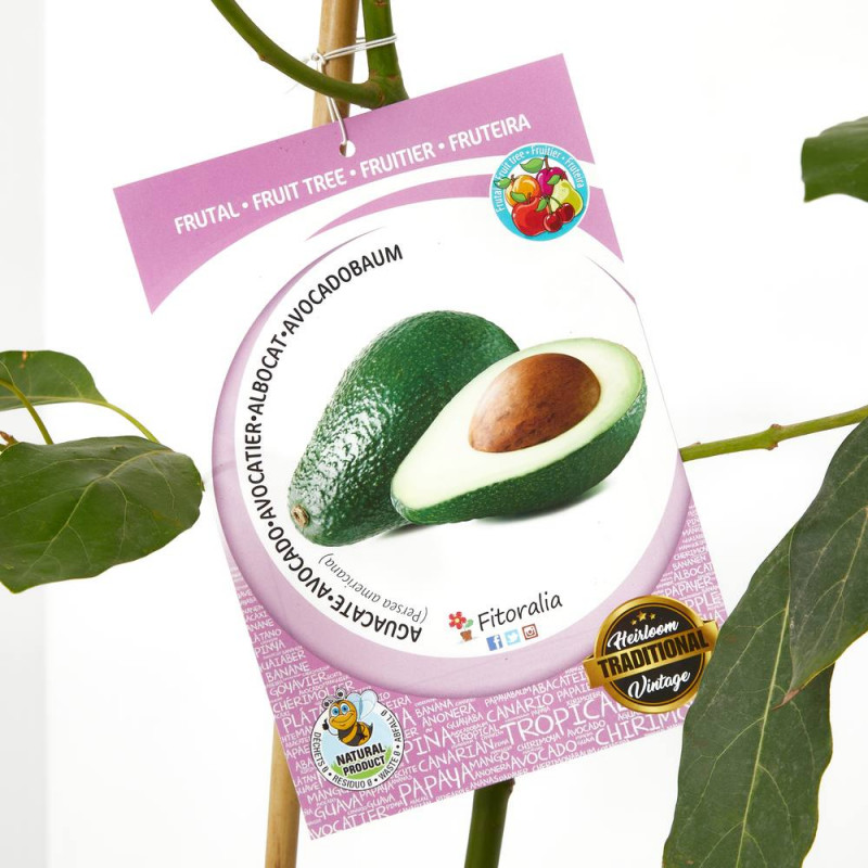 Aguacate en maceta, uno de los árboles frutales exóticos más demandados