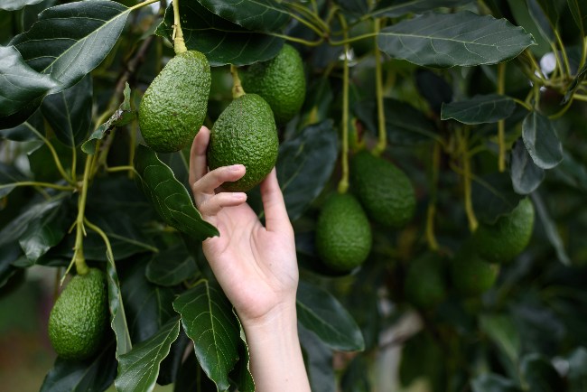Aguacate, uno de los árboles frutales exóticos que puedes tener