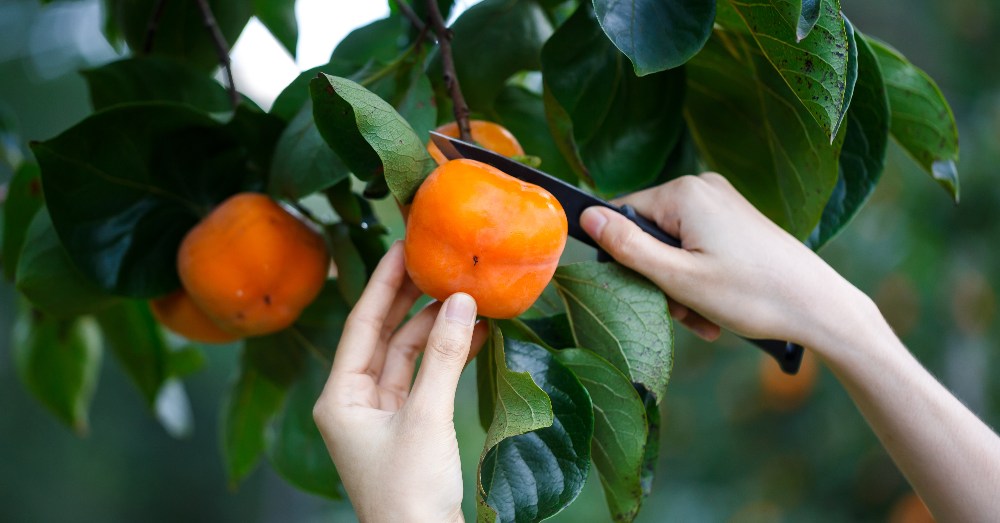 5 Árboles frutales exóticos para tener en tu jardín