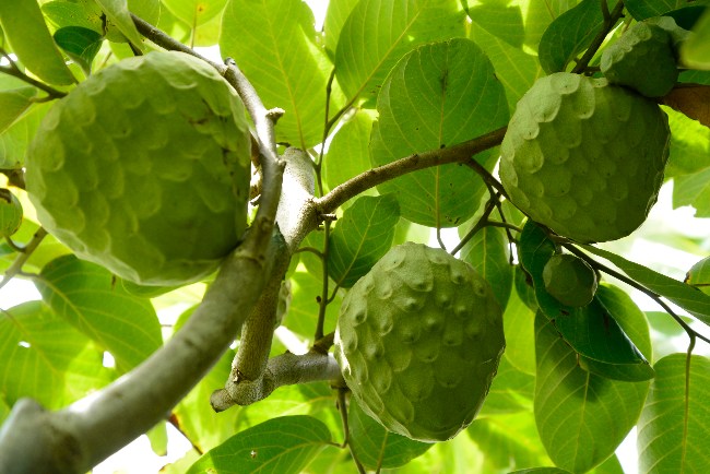 Árbol de la chirimoya