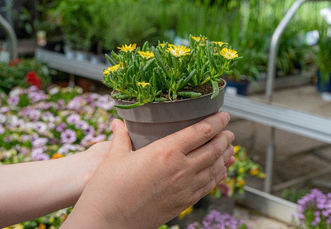 Escoger plantas en Verdecora