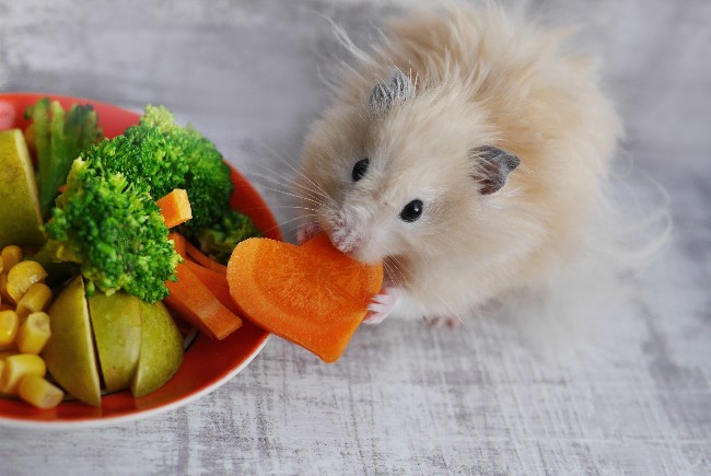 Guía completa sobre hámsters: qué frutas comen
