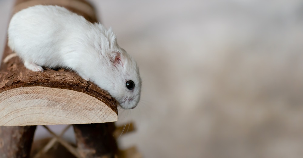 La importancia de los juguetes para pequeños roedores