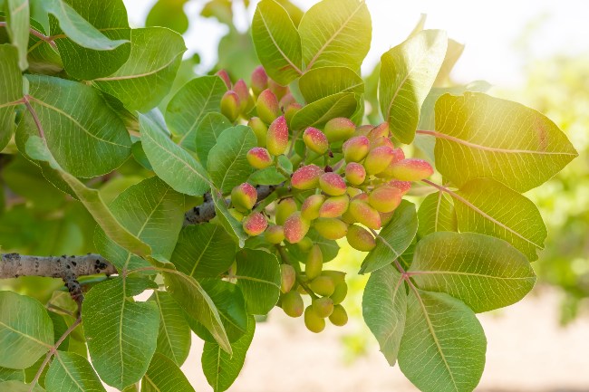 Árbol del pistacho