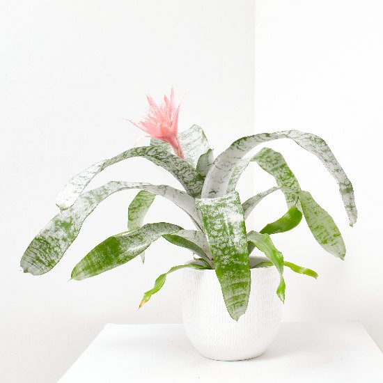 Aechmea fasciata en maceta