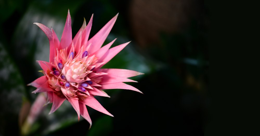 Cuidados de la Aechmea fasciata