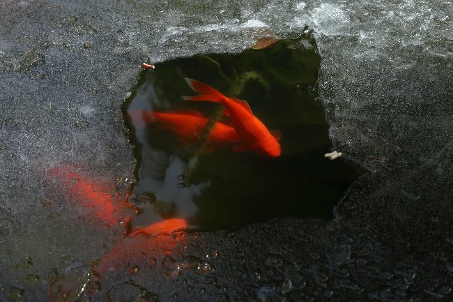 Cuidado de los peces de estanque en invierno