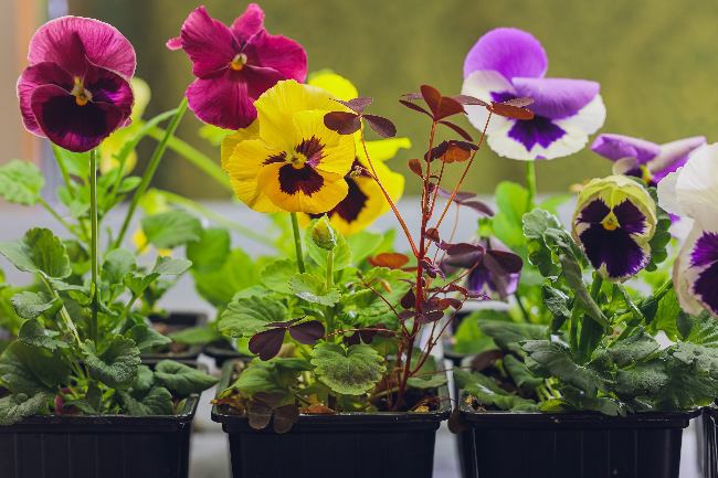 Cómo cultivar flores comestibles
