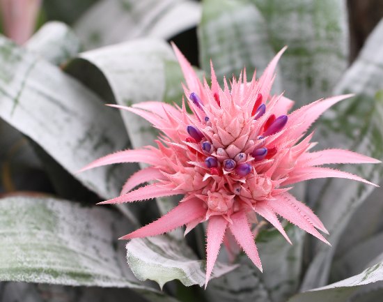 Flor de la Aechmea fasciata
