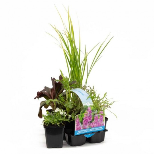 Plantas de estanque en Verdecora