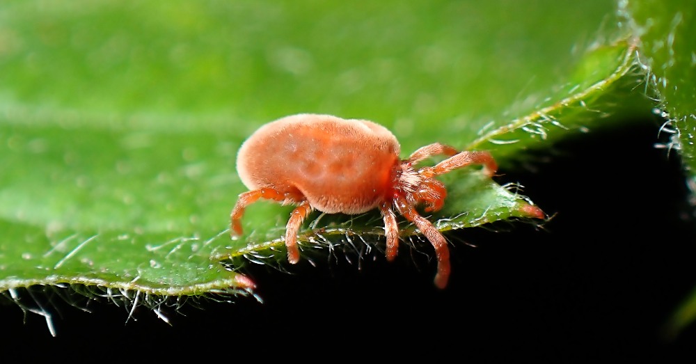 Plagas invisibles: detectar ácaros en plantas
