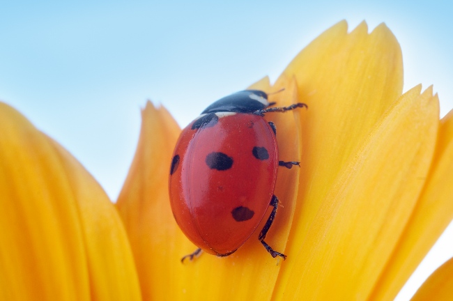 Mariquita en flor de Caléndula