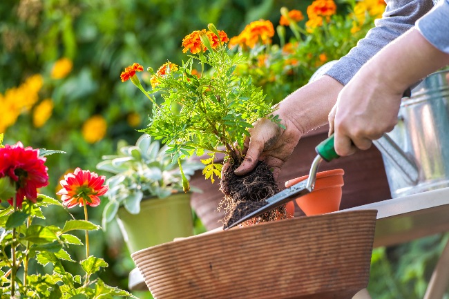 Cuidado del jardín en verano