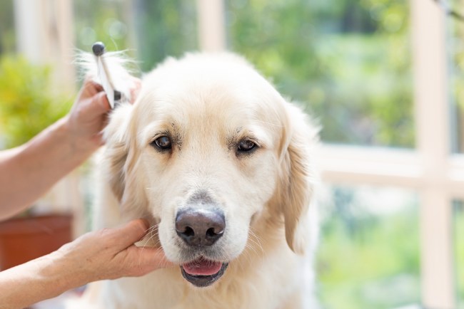 Perro en Verdecora