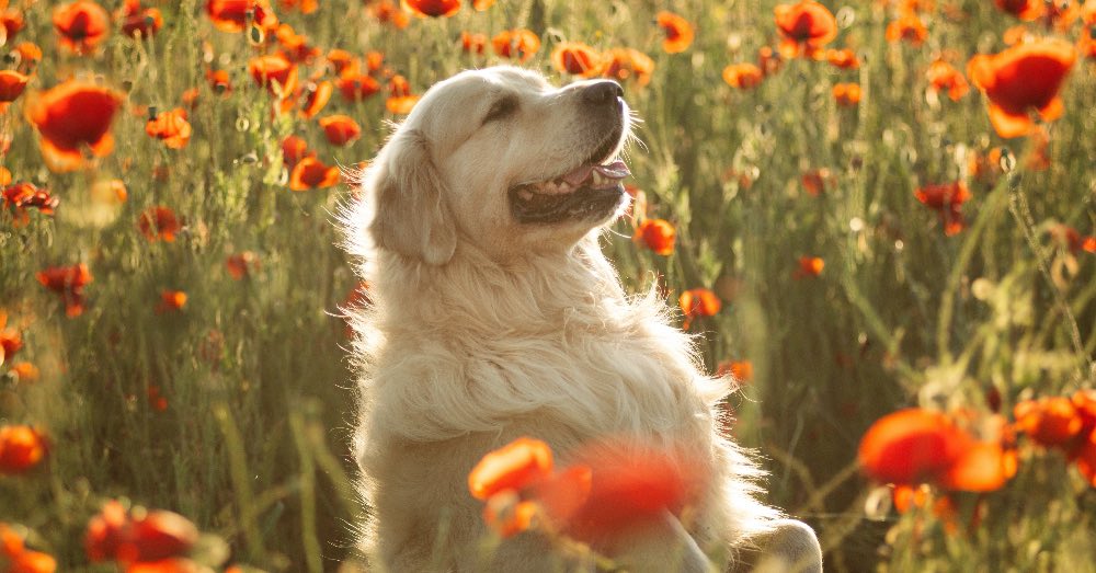 Guía de cuidados del perro durante las estaciones