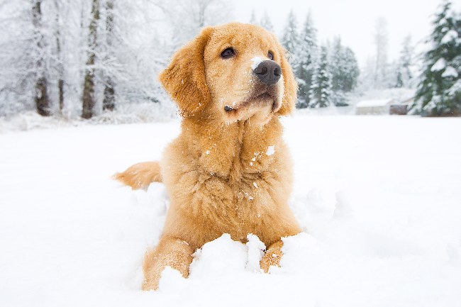 Cuidados del perro en invierno
