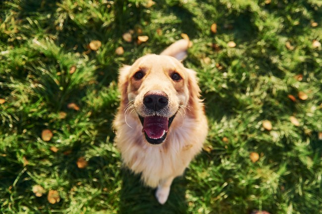 Cuidados del perro en otoño