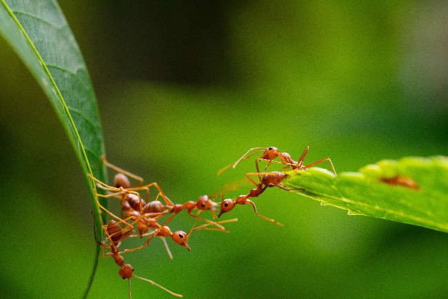 Efectos de las hormigas en plantas