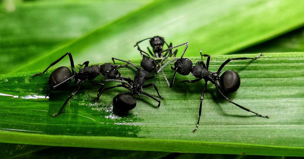 Cómo evitar los daños de hormigas en plantas